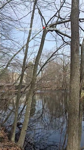 The satisfying sound of bird chirping in the morning | New England Natural Ambience
