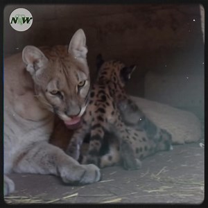 51K views · 2K reactions | [Video] Meet the Adorable Puma Cubs Making Their Debut at León Zoo!—[Full story in cᴑmments] | Adorable Things | Facebook