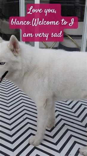 Blank virus video very nice morning new song.I love you with anco🦜🦜🦜🦜🦜🦖🦖🦖🌷🌷🌷🌷