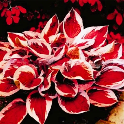 70 Red Hosta Bonsai Seeds Unique Ornamental Shade Plant Seeds for Gardens Pots - Etsy