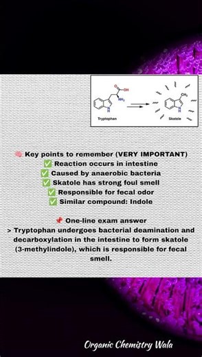 “Tryptophan to Skatole Conversion 🧪 Chemistry Behind Odor”