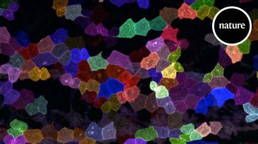 Cells divide in unusual way.