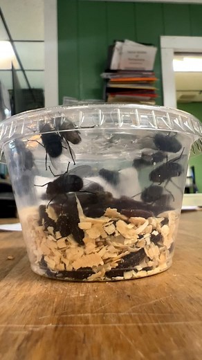 👀 Did you know❓ Blue bottle fly spikes will hatch into flies if left at room temperature for a few hours. These flies are a great feeder staple and can be used to feed chameleons, bigger anoles, mantids, and other arboreal lizards and invertebrates. | That Fish Place - That Pet Place