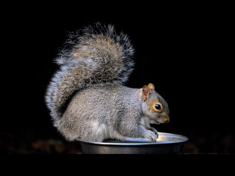 Cute Squirrel Eating Nuts ASMR | Pure Natural Sounds | No Music