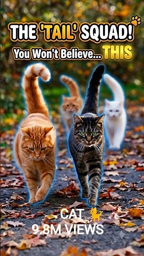 The Ultimate Cat Gang Walk 🐾😼
