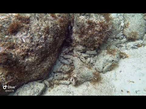 Gymnothorax moringa - spotted moray & octopus briareus