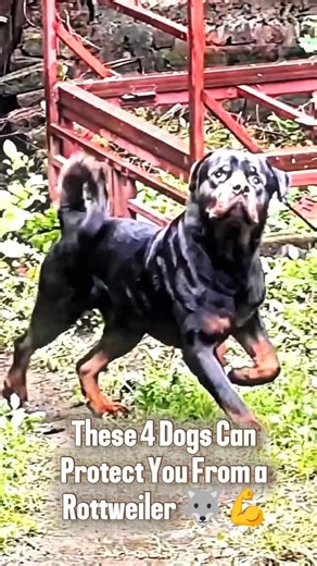 These 4 Dogs Can Protect You From a Rottweiler 🐺💪 #shorts