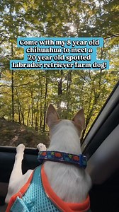 Oldest spotted Labrador retriever farm dog I’ve ever seen! Theo was unsure and Marshmallow wanted to see what Theo tasted like. 😂 | Feral to Forever