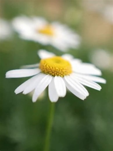 中継中のちょっとしたハプニング｜AI女子アナ A Small Mishap During a Live Broadcast | AI Reporter AIで生成した新人女子アナが、 中継中に起きた小さなハプニングに思わず反応するワンシーン。 リアルな空気感と一瞬の表情を切り取ったショート映像です。 #AI #AI生成 #女子アナ #中継 #ハプニング #ショート動画 #雰囲気 #ワンシーン #TikTokJP #AI #AIGenerated #Reporter #LiveBroadcast #Mishap #ShortVideo #Atmosphere #TikTok #AI #AI生成 #女主播 #直播 #小插曲 #短视频 #氛围 #抖音 #AI #AI생성 #여자아나운서 #생중계 #해프닝 #숏폼 #분위기 #틱톡