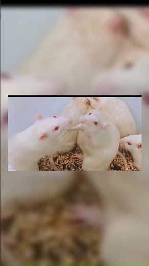 Epic Rat Fight in the Lab | Battle of the Lab Titans 🐀⚔️🔥