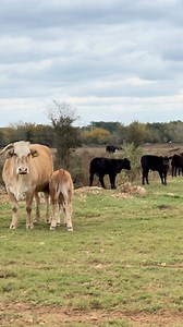 39 reactions | For the past 51 years, Diamond A Ranch (Dime Box, TX)...