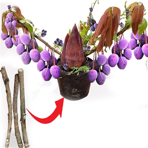 Creative Idea Mango Tree Grow in banana flowers | Tree Garden