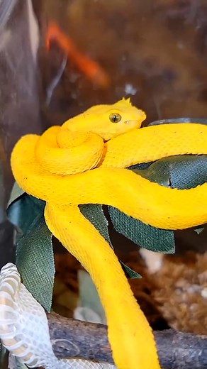 23K views · 576 reactions | The problem with keeping tiny pit vipers snakes #snakes #reptiles #animals #viper #eyelashviper #fak | Venomman20 | Facebook