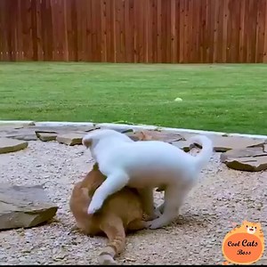 Buddies forever🤨😘 | Pets Life