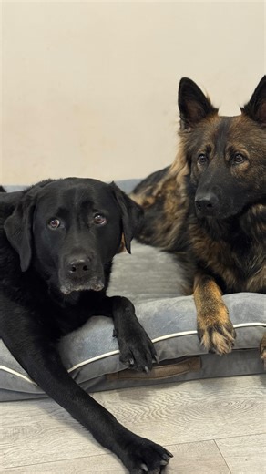 Priya Dandy on Instagram: "Comfort level 100% ❤️❤️ Black Friday sales @dopedio.official go check them out 🥰 This bed can be an amazing Christmas present for your fur baby 😍 Thankyou @dopedio.official for sending us this lovely orthopaedic bed. 🥰 #dogsofinstagram #dogreels #doglife #mumlife [AD:GIFTED]"