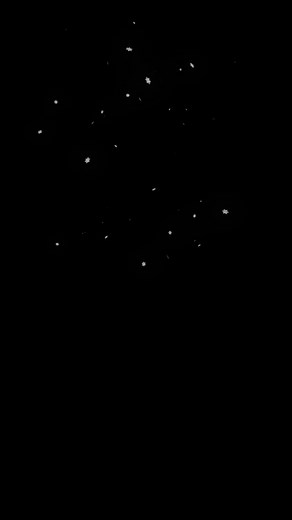 Sia's Attic: Where Did the Puppy Go?