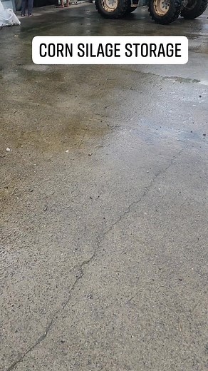 Corn silage storage to preserve and protect our silage from rodents and other insects. | Malik Manaloto