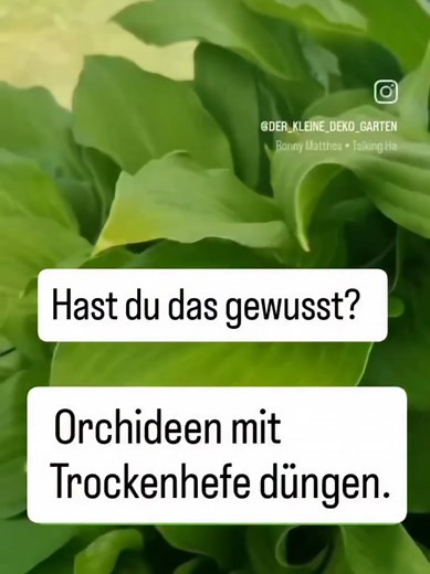 Orchideen mit Trockenhefe düngen: Tipps und Anleitung