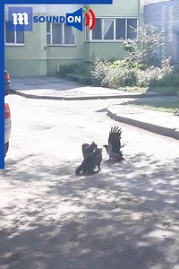 This crow is coming between two quarrelling cats! 😾🐦😾 via ViralHog | Daily Mail Video
