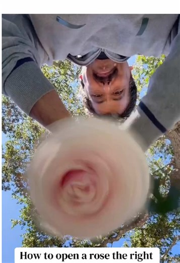 So here’s the proper way to open a rose from the viewpoint of a Rose. That is happy when she’s opened up fully I tried, but I am not a Rose whisperer. Thank you Emma at Story of Your Day for the giggles