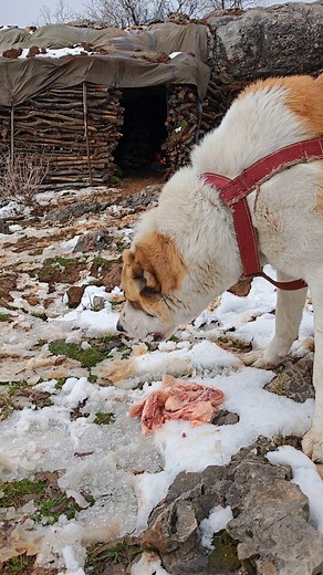 5.4M views · 115K reactions | Primitive winter survival bushcraft shelter camping in snow storm #fblifestyle #camping #winter #nature #asmr #dogs #wildlife | Mr. Sulo | Facebook