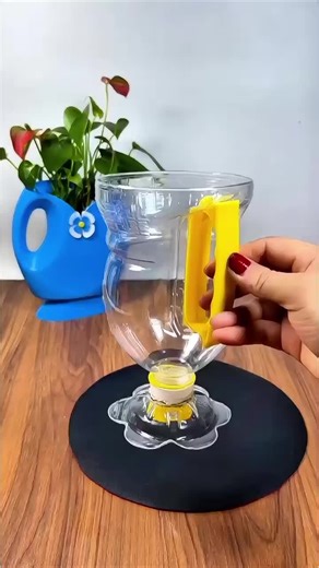 Easy Propagation of Apricot Branches for Abundant Growth