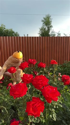 save the bees | animals eating fruit