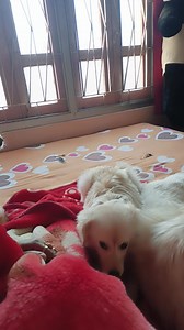 32K views · 3.1K reactions | Ma amra tomar sathe ghumu dibo go 殺殺殺殺 | Sampa Paul Ghosh | Facebook