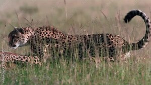 Super Slow Motion Cheetah Takes Down Gazelle Close Up 4K
