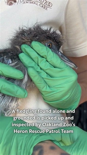 The iconic bird of Oakland, the black-crowned night heron, has nested in the Town for generations.