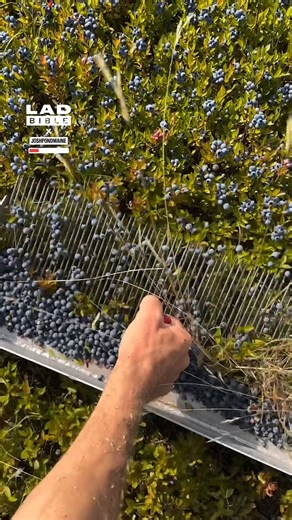 6.5M views · 35K reactions | I feel like this would be the most therapeutic job  | LADbible | Facebook