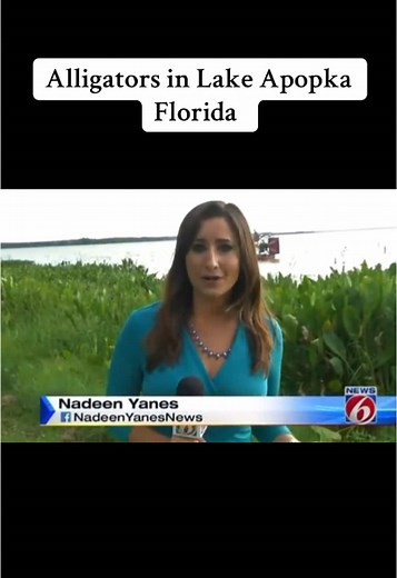 Alligators in Lake Apopka: A Florida Wildlife Experience