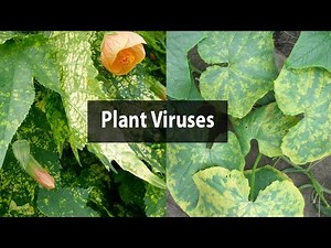 Plant Viruses