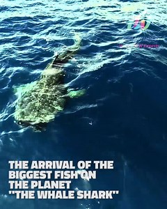 24K views · 306 reactions | Swimming with whale sharks in Cancun it is a Marvelous Lifetime experience Live the season from June to September Request for more info today! | Aquaworld Cancun | Facebook