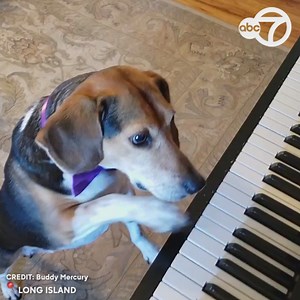 Some dogs roll over and others play dead, but this piano-playing pooch is capturing the Internet’s attention with his musical trick! Meet Buddy Mercury: https://7ny.tv/2LnIHKq | ABC7NY