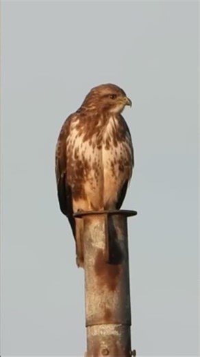 BUZZARD Perched and Hunts from a Flagpole - Bird of Prey - Buteo buteo #short #shorts #shortvideo