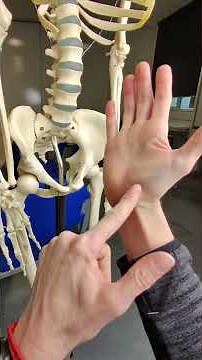 Scaphoid bone fractures #anatomy