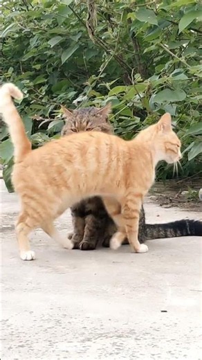 The Enigma of the Tabby: Unveiling the Chinese Native Cat's Mystery