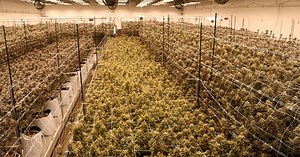 From plant to product: A look at how cannabis products are cultivated and manufactured