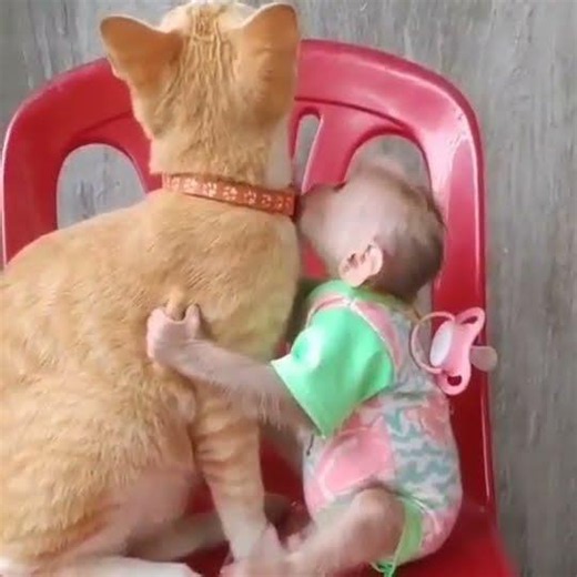 The Cutest Monkey & Cat Duo Is Finally Here! 🐒🐱❤️