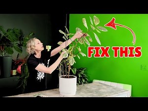 How To Support Rubber Plant Stems