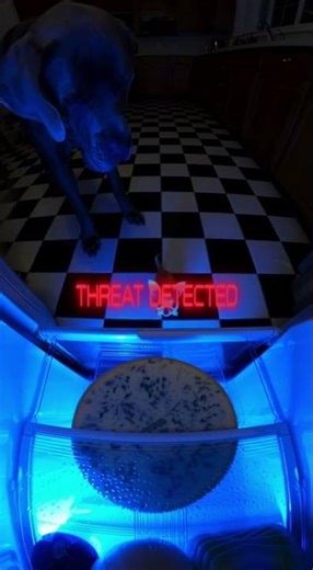 Chihuahua With Superpowers Pranks Big Dogs #telekinesis #prank #funnychihuahua