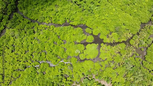 Top view of mangrove forest with branching water channels forming patterns in tidal wetland. Siargao, Philippines.