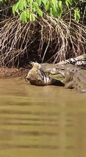 Shocking Predator Battle: Crocodile Ambushes Jaguar!