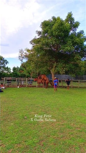 first se ek bar horse first time meeting #horseriding #horse #horseriding #horse #horsepower