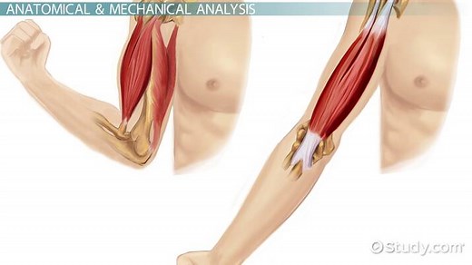 Kinesiological Analysis: Description & Major Components