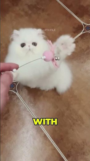 The Secret History of the Persian Cat ✨