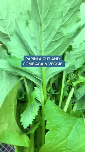 Harvesting Rapini: A Guide to Spring Gardening