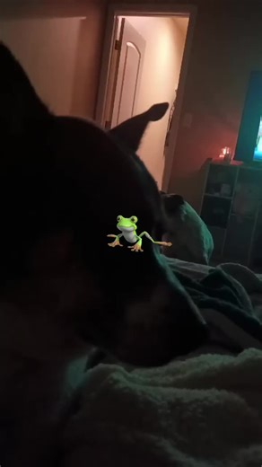 #fartsoftictoc #froggy | fart