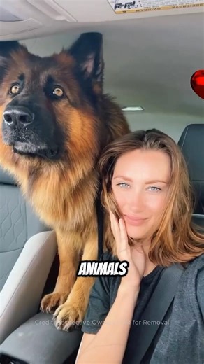 🐕 Never Stop a Dog Digging a Hole — Here's the Shocking Truth #shorts #dog #animals